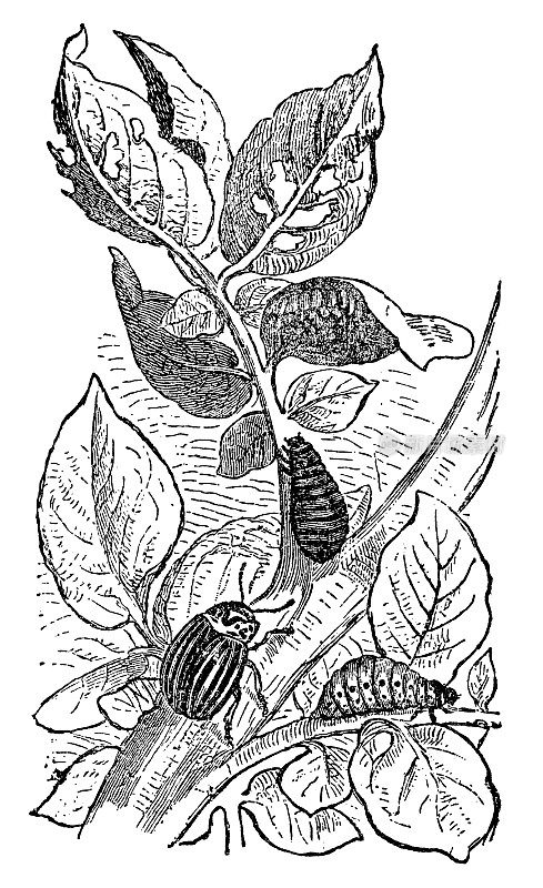 一种科罗拉多马铃薯甲虫昆虫(Leptinotarsa Decemlineata)的变态- 19世纪